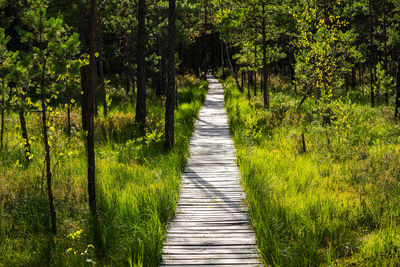 Varnikai cognitive walking way at trakai historical national park, wooden walking path in forest