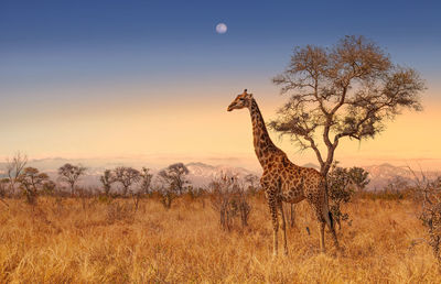 View of giraffe on field against sky during sunset