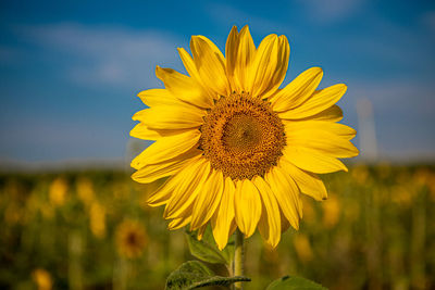 Close-up of sunflower on field against sky