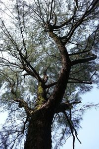 Low angle view of bare trees against sky