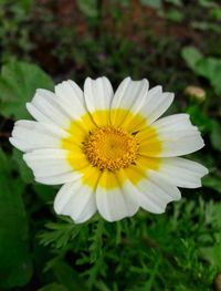 Close-up of white flower blooming outdoors