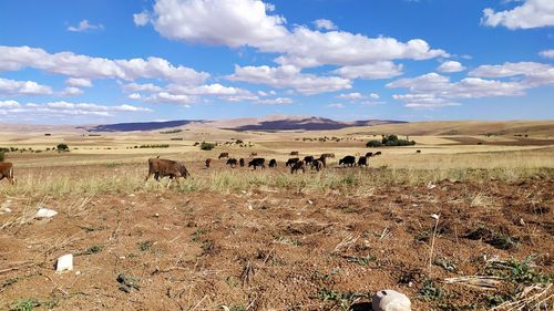 Flock of sheep in a field