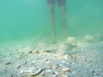 Low section of person swimming in sea