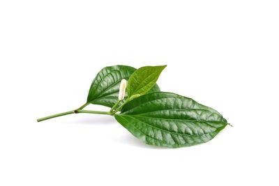 Close-up of fresh green leaves against white background