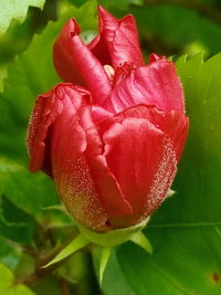 Close-up of red rose blooming outdoors