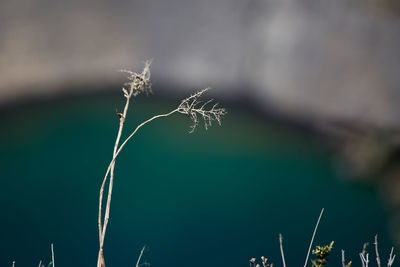 Close-up of wilted plant during winter