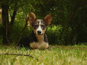 Portrait of dog on grass