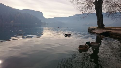 Ducks on lake against mountains in winter