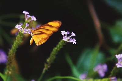 Close-up of butterfly on purple flower