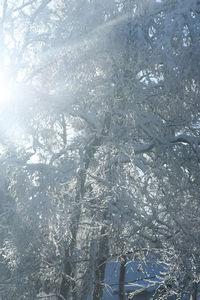 Full frame shot of frozen plants