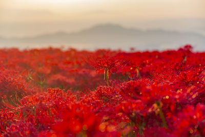 Close-up of red poppy flowers on field against sky