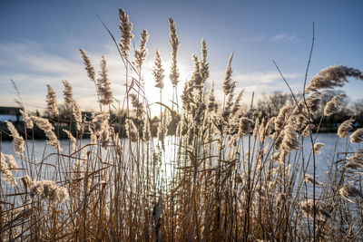 Panoramic shot of reed grass against sky