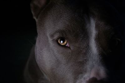 Close-up portrait of a dog