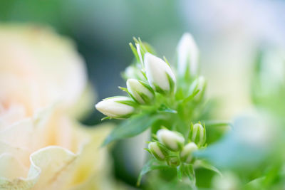 Close-up of white flowering plant