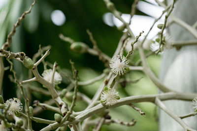 Close-up of white flowering plant