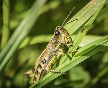 Close-up of insect on leaf