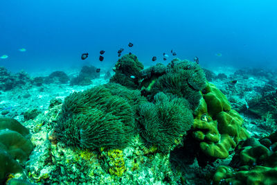 Fish swimming in sea