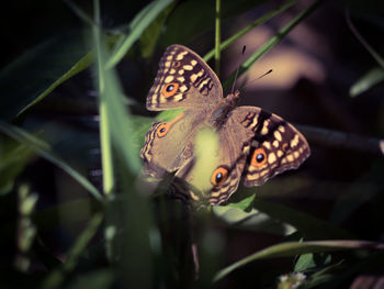 Butterfly with beautiful wings pattern in a clump of trees.