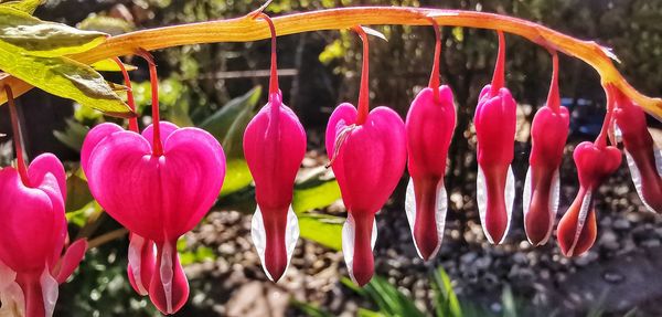 Close-up of pink tulips