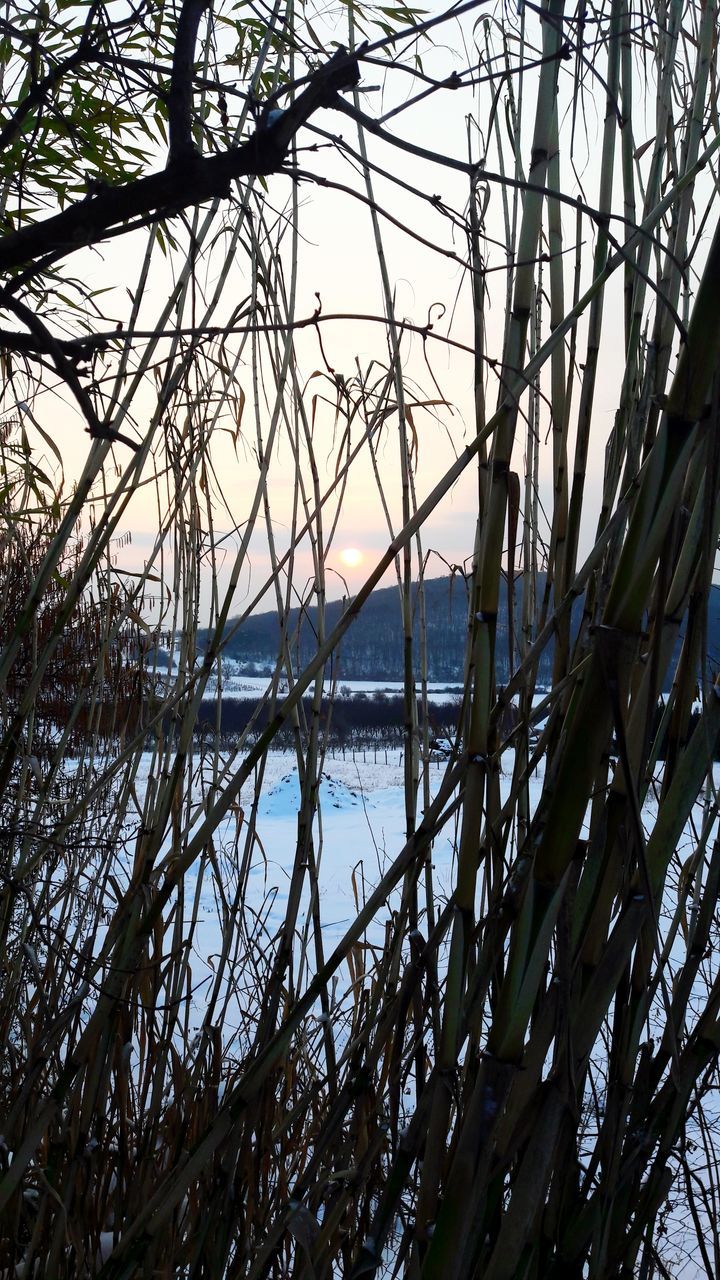 water, tree, nature, tranquility, outdoors, beauty in nature, no people, day, tranquil scene, bare tree, branch, sea, scenics, travel destinations, sky