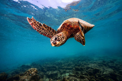 Turtle swimming in sea