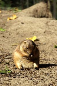 Squirrel sitting on a field