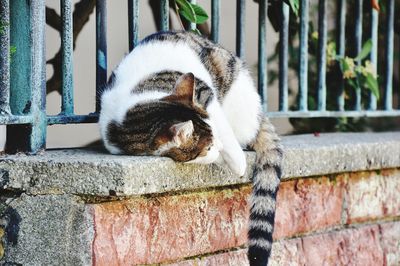 Close-up of a cat against wall