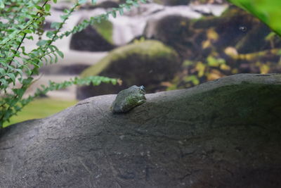 Close-up of lizard on rock