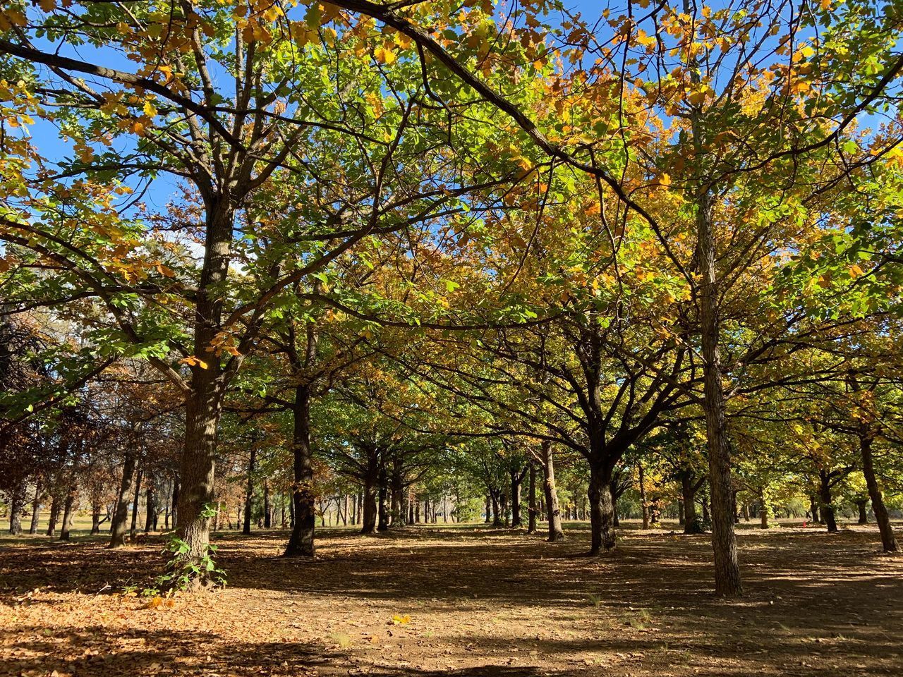 AUTUMN TREES IN PARK