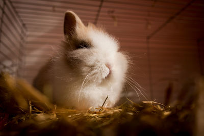 Close-up of bunny