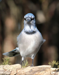 Close-up of bird perching outdoors