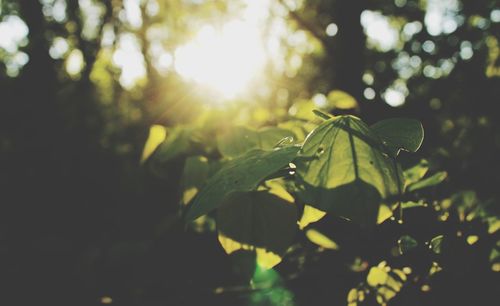 Sun shining through plants