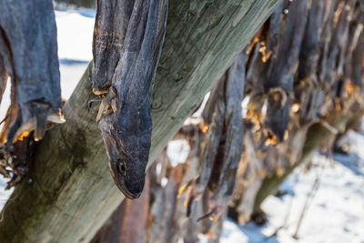 Close-up of tree trunk