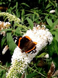 Close-up of butterfly pollinating on flower