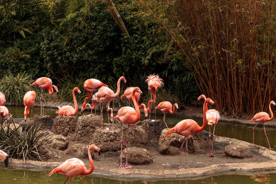 Flock of birds in water