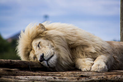 Lion sleeping on wood