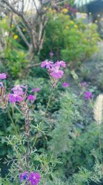 Close-up of pink flowers