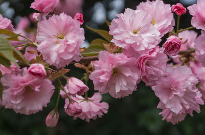 Close-up of pink cherry blossoms