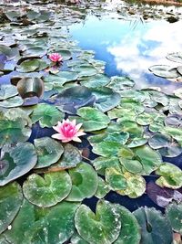 Close-up of pink lotus water lily in pond