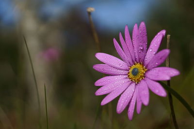 Close-up of purple flower blooming outdoors