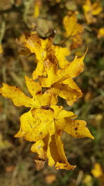 Close-up of yellow flower