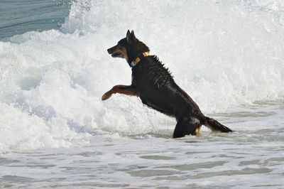 Dog jumping the waves