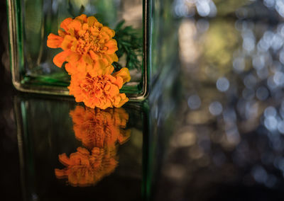 Close-up of yellow flowers