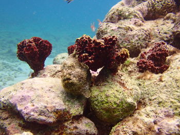 Close-up of coral in sea