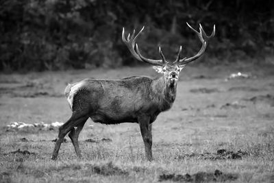 Full length of deer standing on grassy field