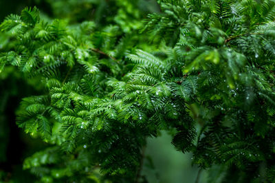 Raindrops on the metasequoia leaves
