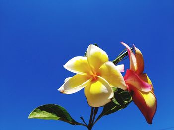 Close-up of yellow flowering plant against blue sky