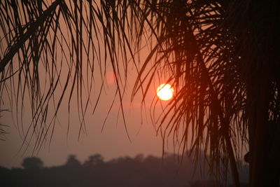 Silhouette plants against romantic sky at sunset