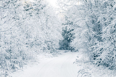 Snow covered road amidst trees in forest