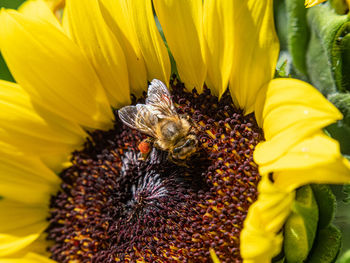 Extreme close-up of bee pollinating on sunflower